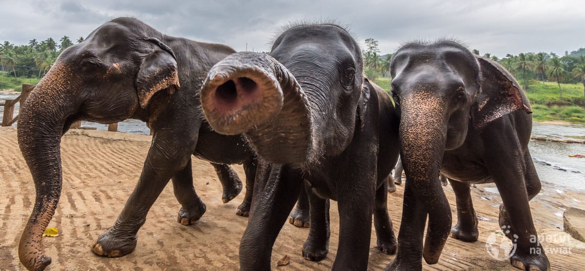 Sri Lanka - sierociniec słoni w Pinnawala, słonie