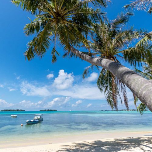 Malediwy - palma, biały piasek, plaża