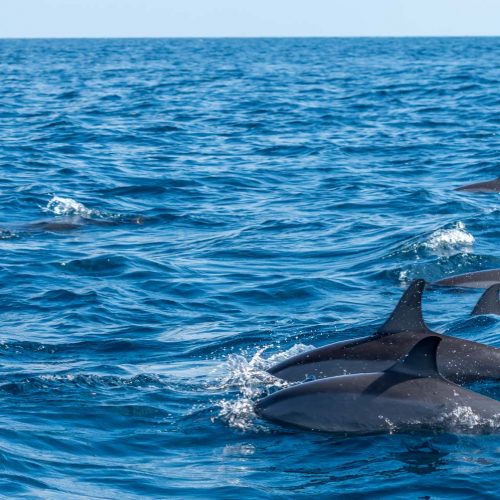 Ocean Indyjski - wieloryby - Malediwy