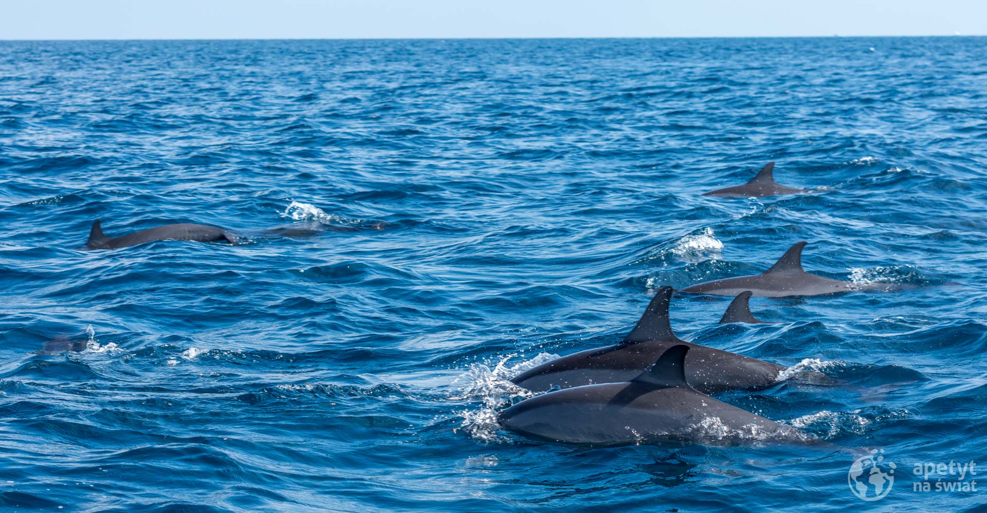 Ocean Indyjski - wieloryby - Malediwy