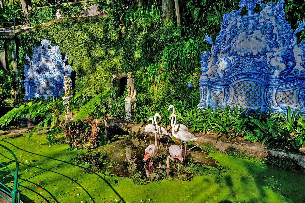 Wycieczka na Maderę - flamingi w ogrodzie Monte