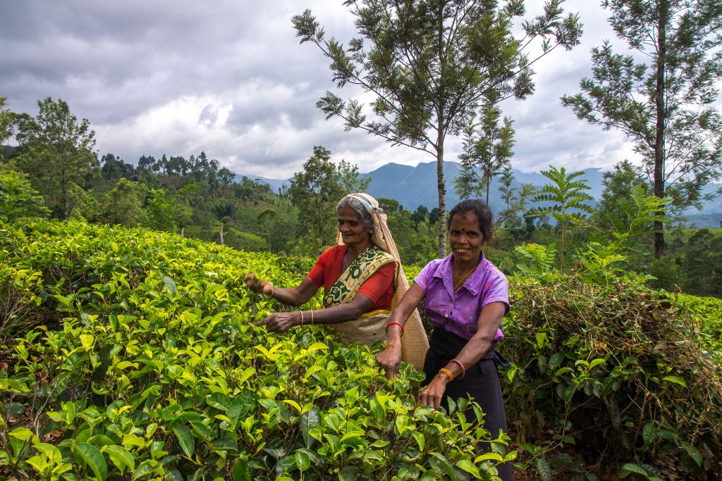 sri-lanka-wyprawa-plantacja-herbaty