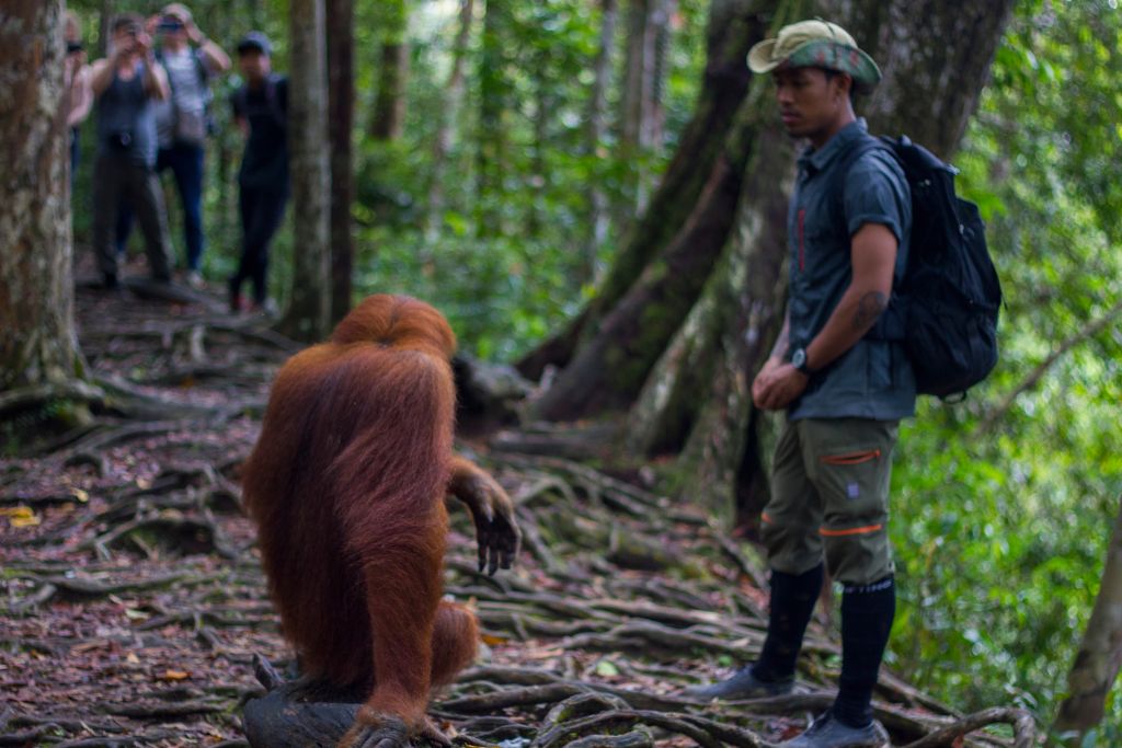 sumatra-orangutany sumatra dzika przyroda