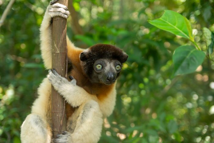 Madagaskar – tam, gdzie śpiewają lemury