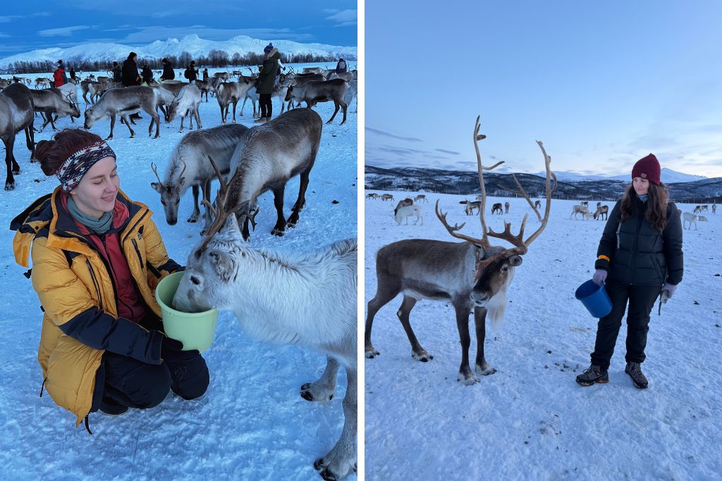 wioska-saamow-renifery-tromso Renifery w Tromso