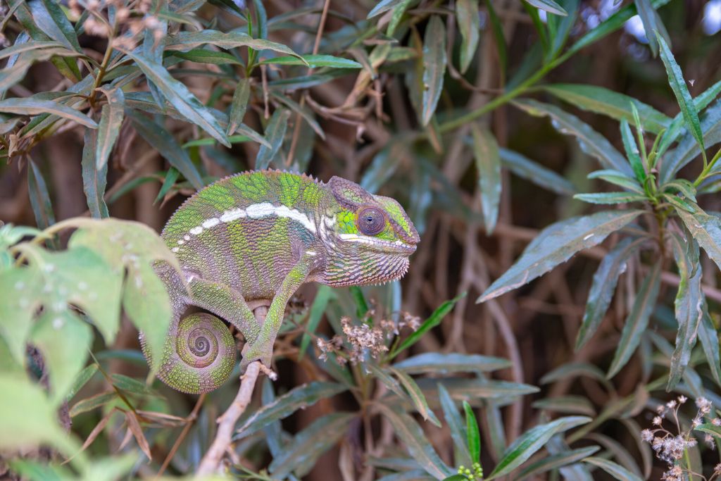 Kameleon Madagaskar
