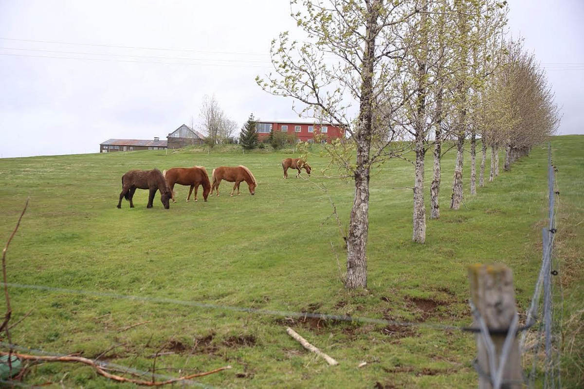 Nocleg na Islandii - Guesthouse Denami